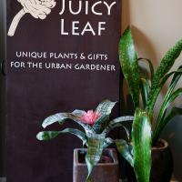 The Juicy Leaf Photo